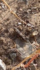Bryodemella tuberculata