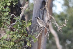 Philemon argenticeps