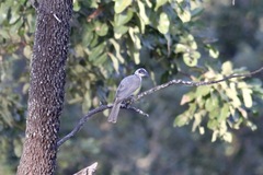 Philemon argenticeps