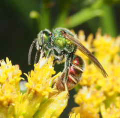 Augochloropsis ignita