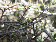 Pittosporum anomalum