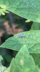 Synecdoche impunctata