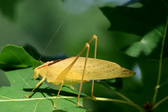Amblycorypha oblongifolia