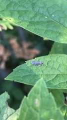 Synecdoche impunctata
