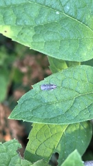 Synecdoche impunctata