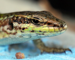 Podarcis siculus