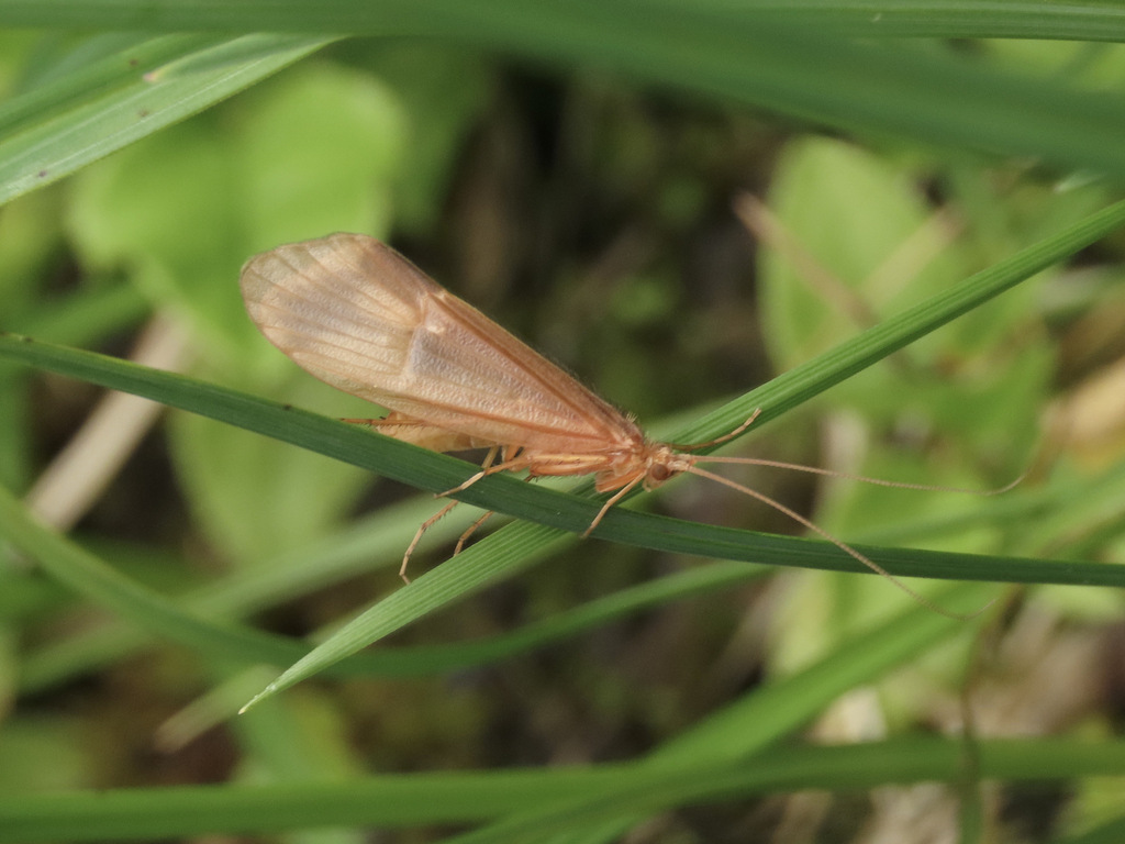 Homophylax andax