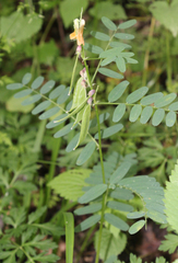 Vicia abbreviata