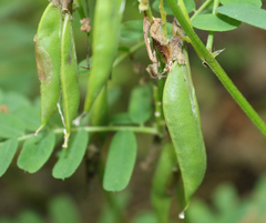 Vicia abbreviata