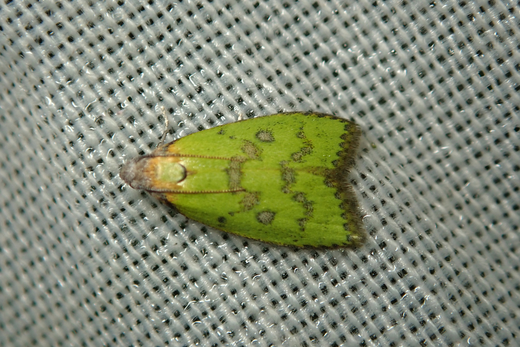 Doloessa viridis