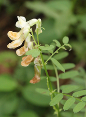 Vicia abbreviata