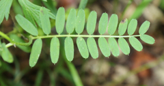 Vicia abbreviata