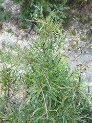 Rhamnus erythroxyloides