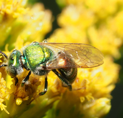 Augochloropsis ignita