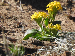 Manulea chrysantha