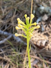 Platanthera pallida