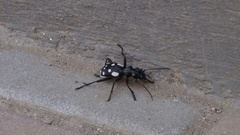 Anthia duodecimguttata