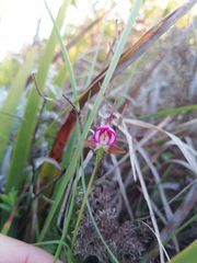 Disperis capensis