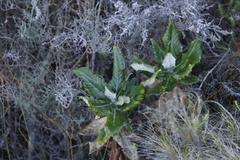 Hermas villosa