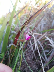 Disperis capensis