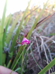 Disperis capensis