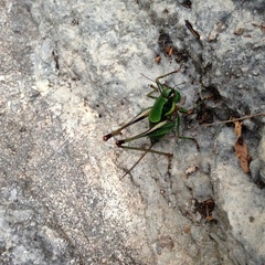 Eupholidoptera leucasi