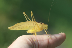 Amblycorypha oblongifolia
