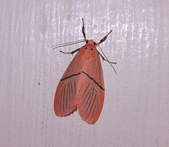 Aberrasine strigivenata