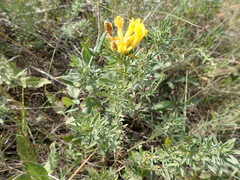 Chamaecytisus austriacus