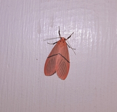 Aberrasine strigivenata