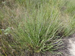 Hyssopus officinalis