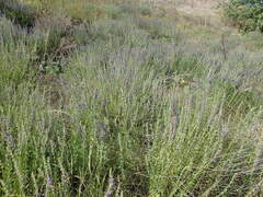 Hyssopus officinalis