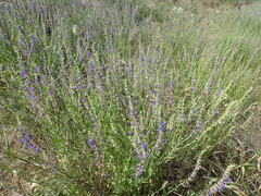 Hyssopus officinalis