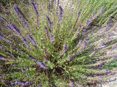 Hyssopus officinalis