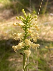 Platanthera pallida