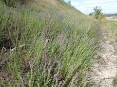 Hyssopus officinalis