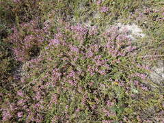 Thymus calcareus
