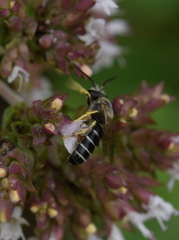Halictus simplex