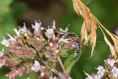 Halictus simplex
