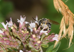 Halictus simplex