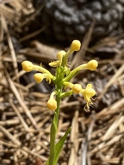 Platanthera pallida