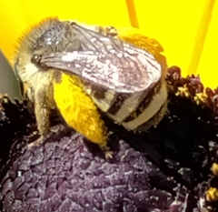 Melissodes microstictus