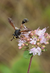 Physocephala rufipes