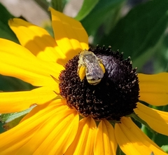 Melissodes microstictus