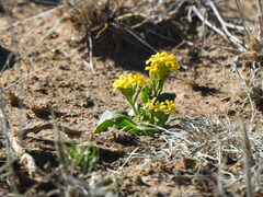 Manulea chrysantha
