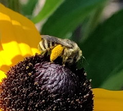 Melissodes microstictus