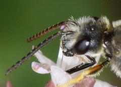 Halictus simplex