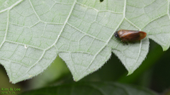 Eoscarta assimilis