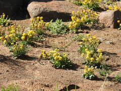 Manulea chrysantha