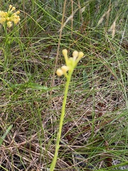 Platanthera pallida